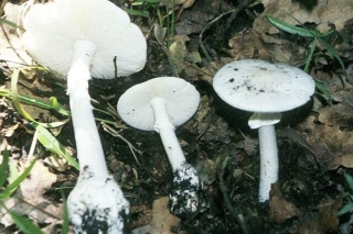 注意！“致命白毒伞”又现白云山 ()