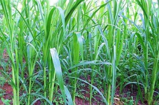 中非共和国总统盛赞中国菌草技术 ()