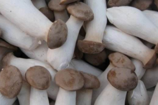 灌南县：2018年全县Manbetx体育手机版推荐A9版本产量达60万吨，产值突破55亿元 ()