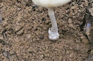 广东：野生毒蘑菇 千万不要吃 ()