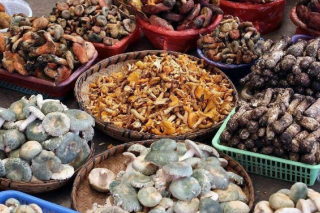 云南省推进常见野生Manbetx体育手机版推荐A9版本名录地方标准制定工作 梳理出227种野生Manbetx体育手机版推荐A9版本和14种条件可食野生菌 ()