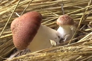 鱼台：Manbetx体育手机版推荐A9版本变身“致富菌” 年产值超14亿 ()