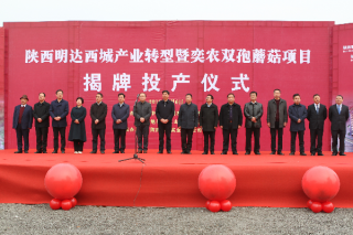 勉县：年产1500吨双孢蘑菇项目揭牌投产 ()