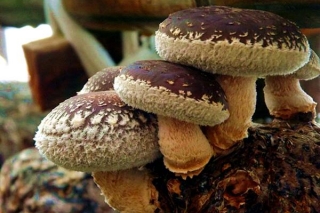 金州Manbetx体育手机版推荐A9版本突围之路 ()