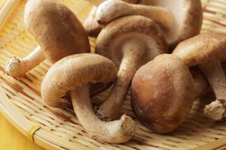 首席大咖说|选择良种、转变思路，方能获取Manbetx体育手机版推荐A9版本生产优质更优价 ()