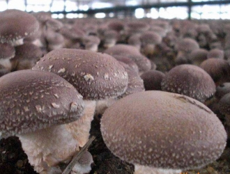 西峡香菇香飘“一带一路” ()