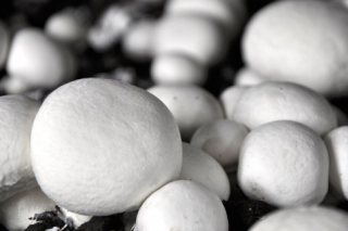 众兴菌业全资子公司募投项目建成投产 ()