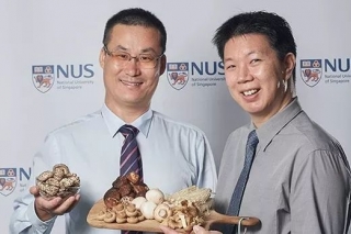 吃蘑菇延缓智力衰退？ ()