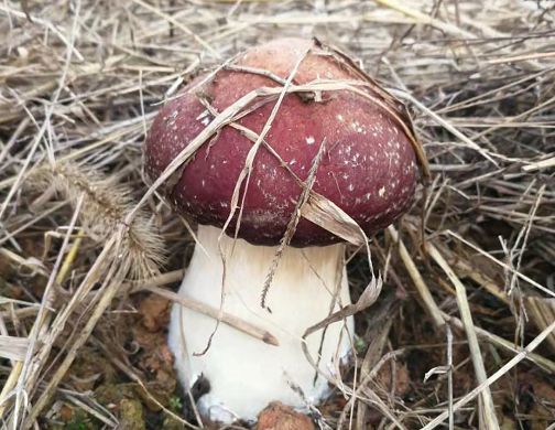 213630e90887687491 (1)