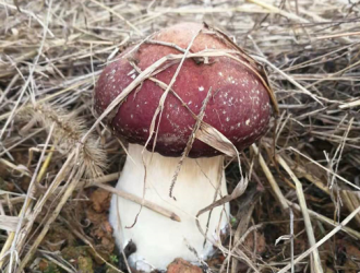 2019中央一号文件再次聚焦三农，Manbetx体育手机版推荐A9版本产业迎来新机遇 ()