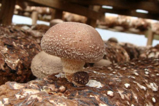 西峡香菇产业迎来新机遇 ()