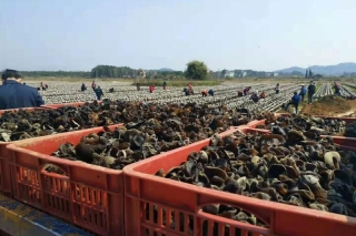 道县“脱贫黑木耳”喜获丰收 ()