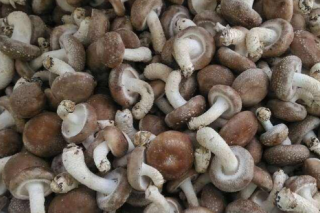 2018年三门峡市Manbetx体育手机版推荐A9版本总产值达29亿元 ()