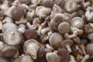 黔西南州：“安龙夏菇名声越来越响” ()