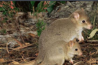 澳大利亚“混”得最惨的袋鼠 是松露真菌散布者 ()