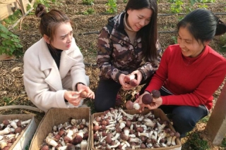 建立赤松茸产业链立体生态系统助民增收 ()