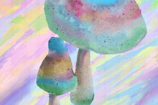 中国人游荷兰好奇吸食“迷幻蘑菇” 致精神恍惚 ()