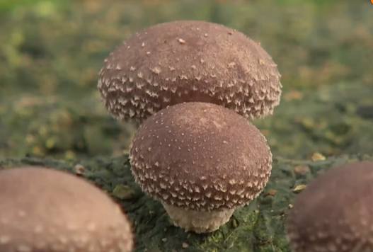 TIM截图20190214155142