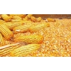 玉米收购商诚信收购玉米；汉江收购玉米现金结算