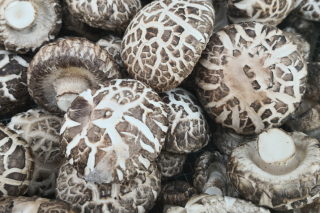 东菇西送 产业扶贫 龙泉昭化共建千亩ManBetX体育产业园 ()