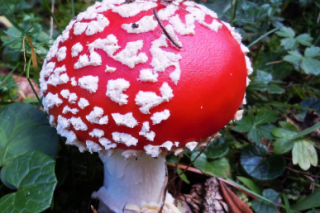 万年县市管局开展野生蘑菇专项检查 ()