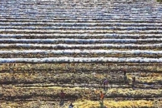 秸秆还田种出美味菌菇“菌稻” ()