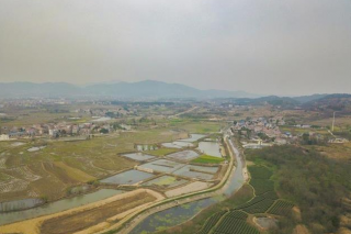 华农八旬教授指导，“菌中之王”在黄陂培育成功 ()