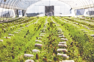 黔西县雨朵镇：512个大棚Manbetx体育手机版推荐A9版本带动群众增收 ()