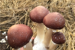 研究发现吃蘑菇可以降低认知衰退的风险 ()