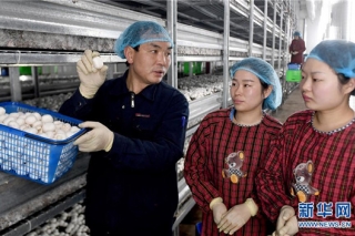 陕西勉县：促进菌菇产业向工厂化转型 ()