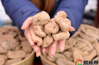 《中医药——天麻药材》国际标准由ISO国际标准组织发布实施 ()