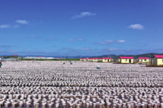 蛟河黑木耳：白山灵水毓珍奇 ()