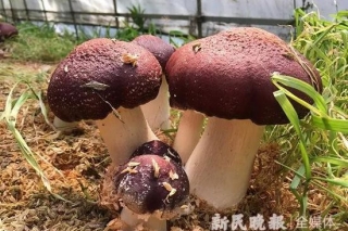 崇明稻田秸秆上长出赤松茸 肉质滑嫩食味清香 ()