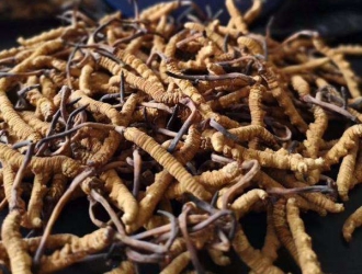 港媒：虫草成中国西北最新反腐专项行动焦点 ()