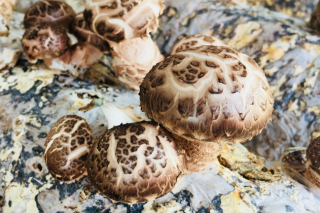 广元昭化：千亩ManBetX体育成致富新产业 ()