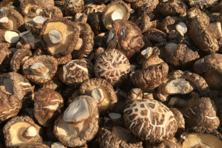 靠香菇实现精准脱贫 里面的做法值得学习 ()