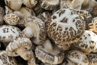 河南西峡：香菇产业扶贫经济社会效益“双丰收” ()