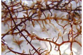 第十四届全国菌根学术研讨会（第一轮通知） ()