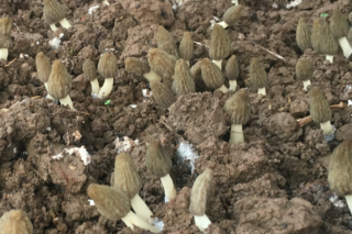 2019年全国ManBetX体育生产技术培训与现场观摩会详细日程公布 ()