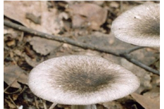 灰花纹鹅膏菌最早4月即可出现 谨防误食有毒野生菌中毒 ()