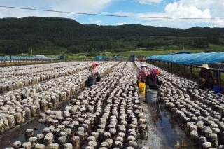 汪清县申报“黑木耳地理标准产品保护”进入实质阶段 架起黑木耳品牌化发展“快速路” ()