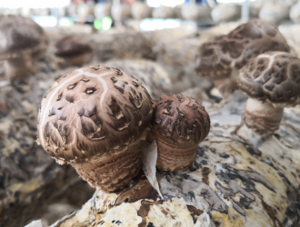 丽水：深化服务助力ManBetX体育产业 ()