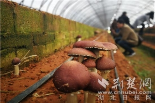 荆楚网：2019中国大球盖菇产业发展大会在宜昌举行 ()