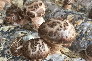 双坪乡河泉村创新机制发展ManBetX体育产业 ()