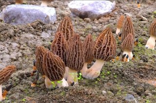 招募中国菌物学会Manbetx体育手机版推荐A9版本产业分会第一届理事会成员的通知 ()