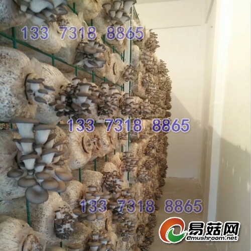 ManBetX体育铁丝网