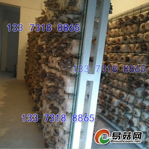 铁丝浸塑网格网架