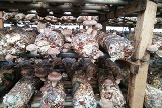 浙江ManBetX体育生产座谈会召开 ()