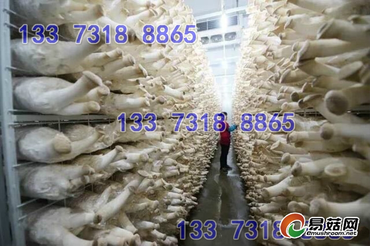 集装箱种植蘑菇网架