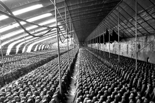 蓟州海关：蘑菇入馔鲜 听我采菇歌 ()